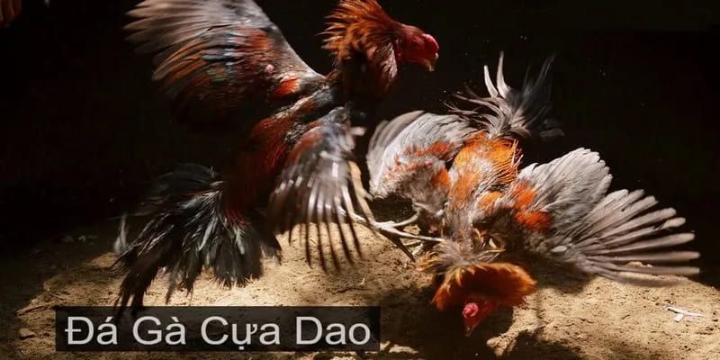 Cựa dao giúp những trận chiến thêm phần hấp dẫn