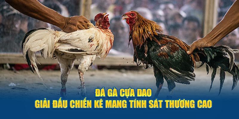 Luật đá gà cựa dao cơ bản