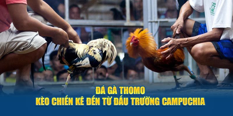 Đá gà là sảnh cược được nhiều cược thủ quan tâm