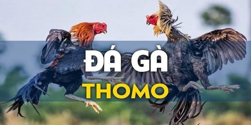 Luật đá gà thomo cơ bản cần biết